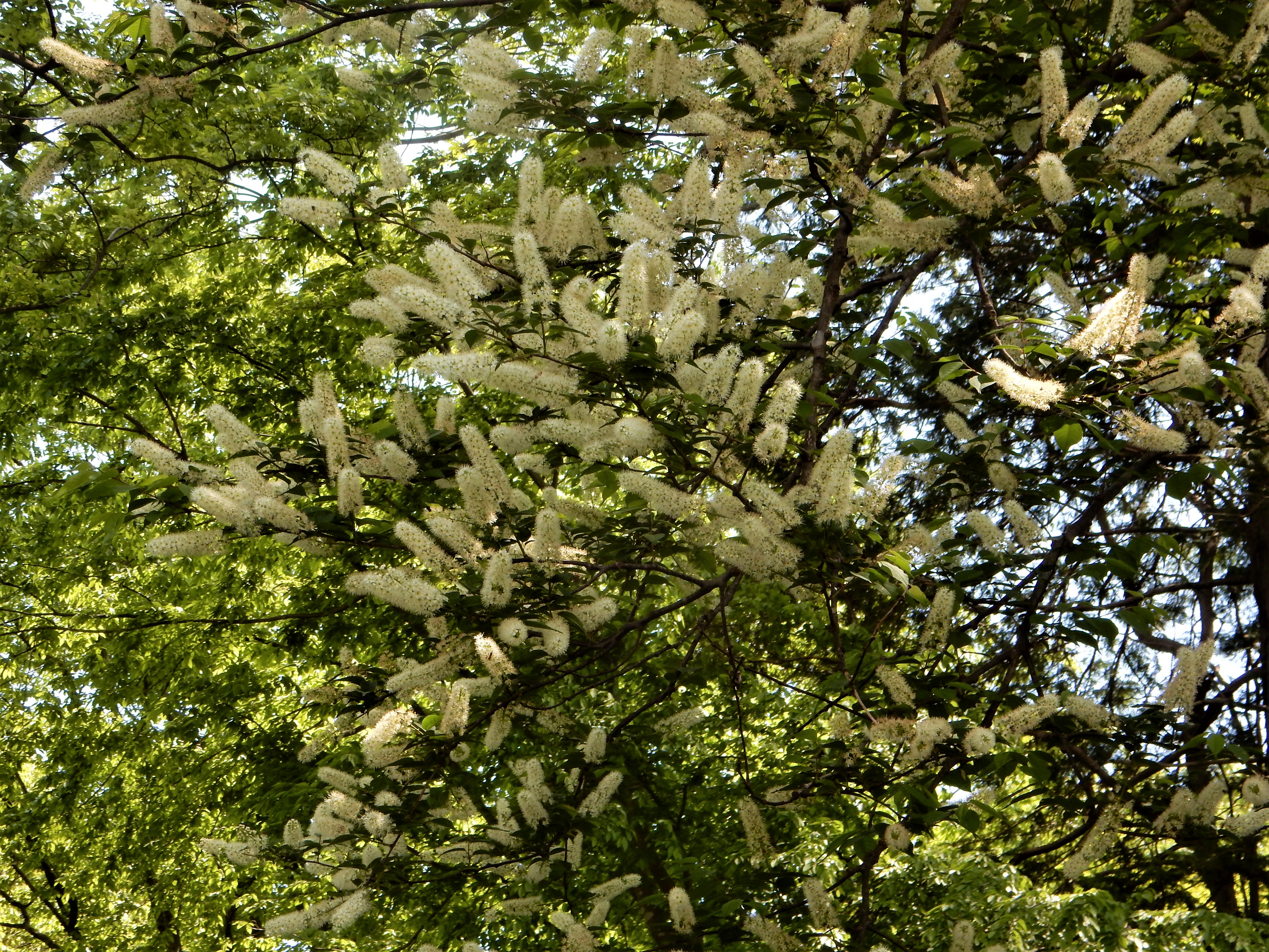 59．《ウワミズザクラ（上溝桜）》 | ニッセイ緑の財団ニュース